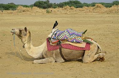 03 Camelride,_Sanddunes,_Kuri_DSC3371_b_H600